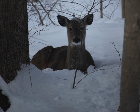 A deer resting in a forest filled with snow.