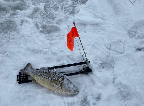 A frozen fish sitting next to an orange flag placed in snow.
