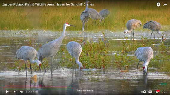 A screenshot of a YouTube video titled “Jasper-Pulaski Fish & Wildlife Area…” with cranes standing in grass.