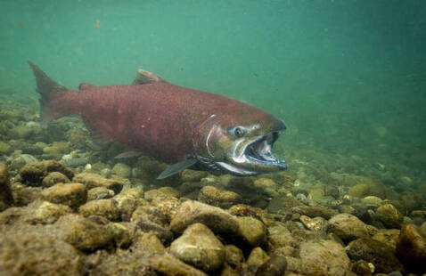 A Chinook salmon underwater.