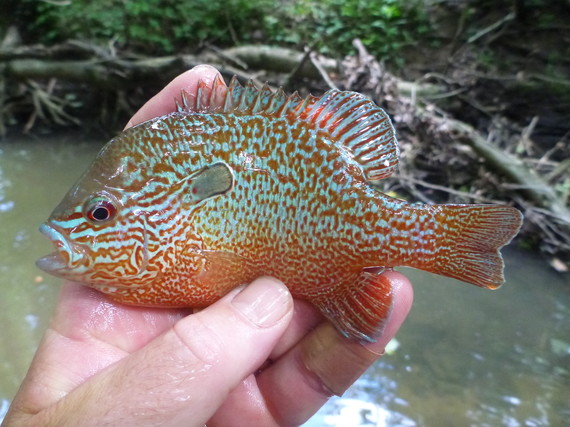 A longear sunfish in a hand.