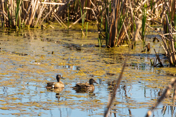 Two ducks swimming in a pond.