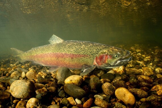 A steelhead trout underwater.