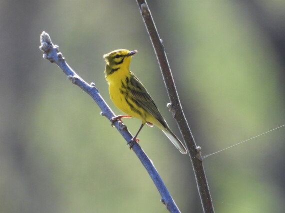 A Prairie warbler stands on a branch.
