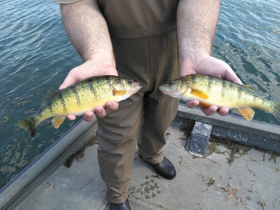 Two yellow perches in hands.
