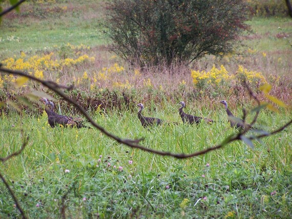 A turkey hen with four poults in grass.