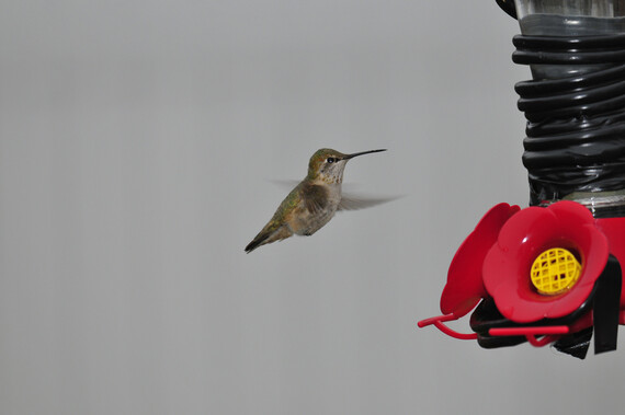 A hummingbird hovering beside a feeder.