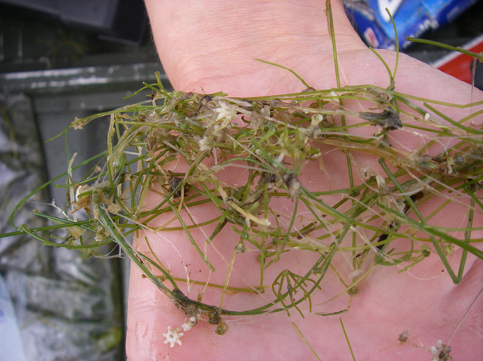 Starry stonewort, an aquatic invasive species, on a hand.
