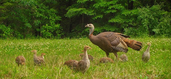 A group of turkeys in grass.