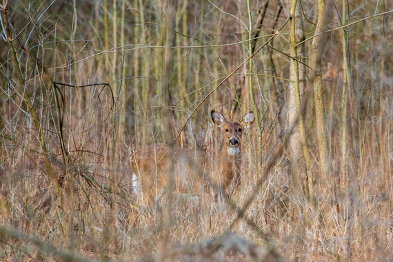 A deer in brush.