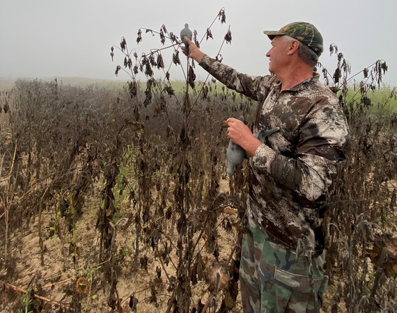 A man holding dove decoys as he hunts.