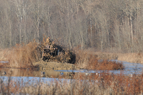 Two people hunting for waterfowl in brush.