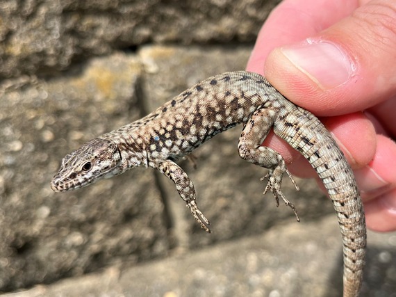 A common wall lizard found along the Ohio River.