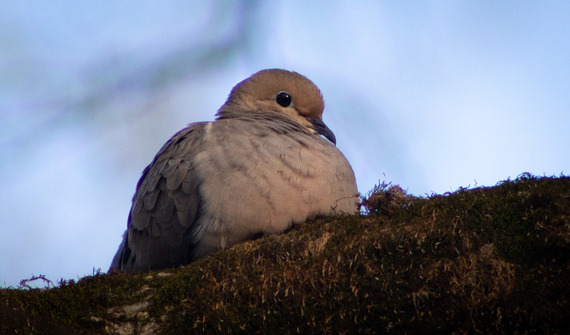 A mourning dove on a branch.