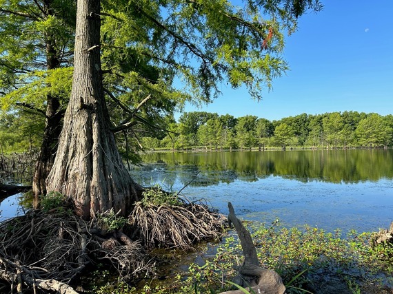 A tree with roots overlooking water.