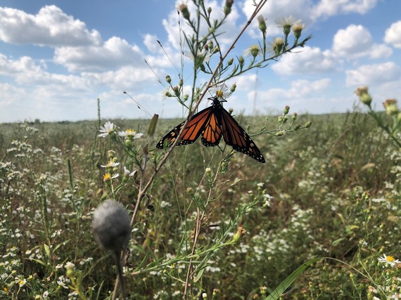 A monarch butterfly on Asters in a field.