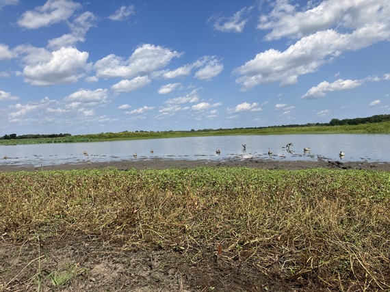 Teal decoys in water.