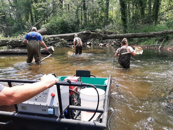 DNR staff surveying trout in a body of water.