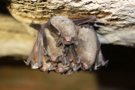 A small cluster of Indiana bats.