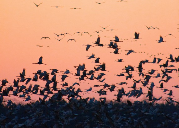 Sandhill Cranes flying under a pink sky.
