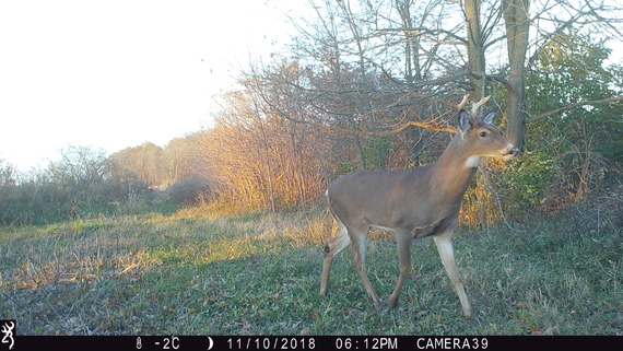 A deer walking in grass.
