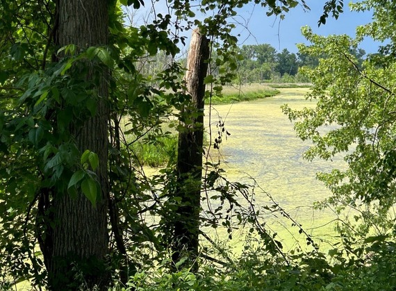 A close-up of a tree with greenery around it.