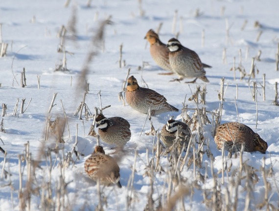 A group of bobwhite quail in snow.