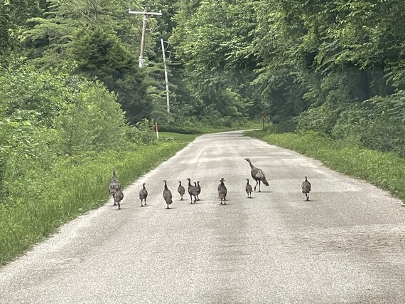 Turkeys on a road.