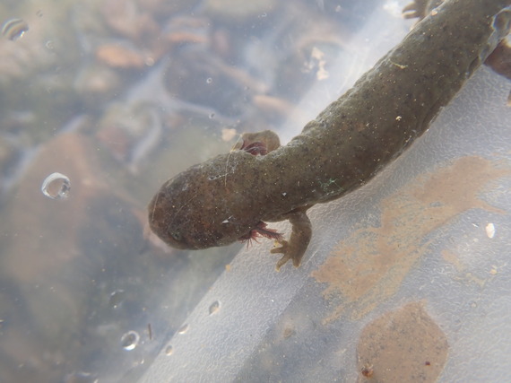 A hellbender in water.