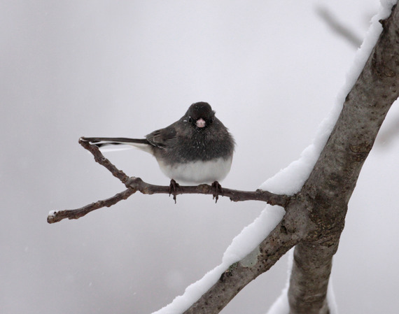 A dark-eyed junco on a branch.