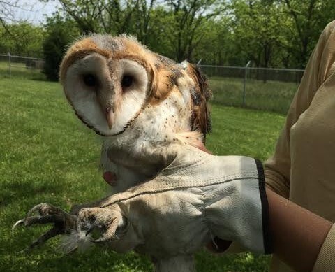 A barn owl resting on a person’s arm.