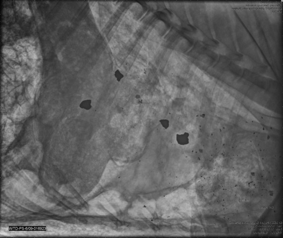 An x-ray of lead ingested in an animal.