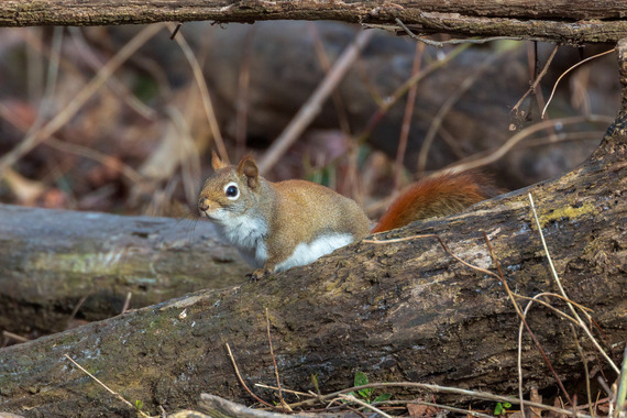 An American red squirrel on the ground.