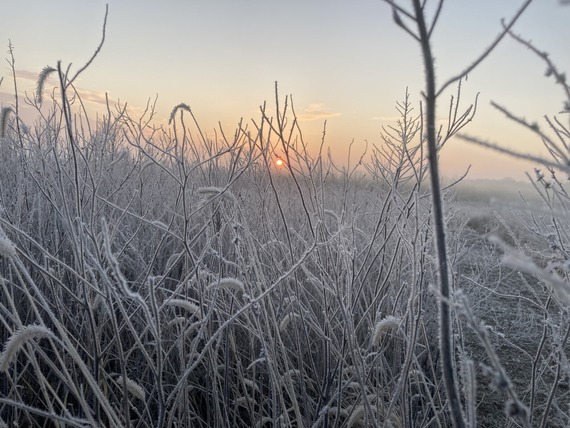 Frosted grass over sunrise.