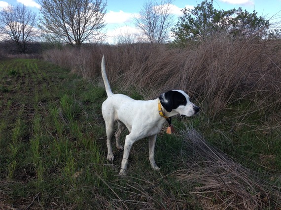 A hunting dog standing in a field.