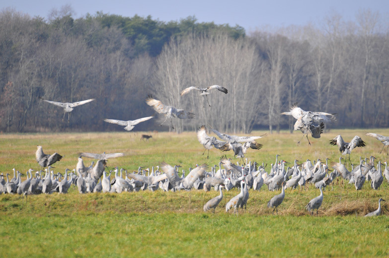 A flock of sandhill cranes.