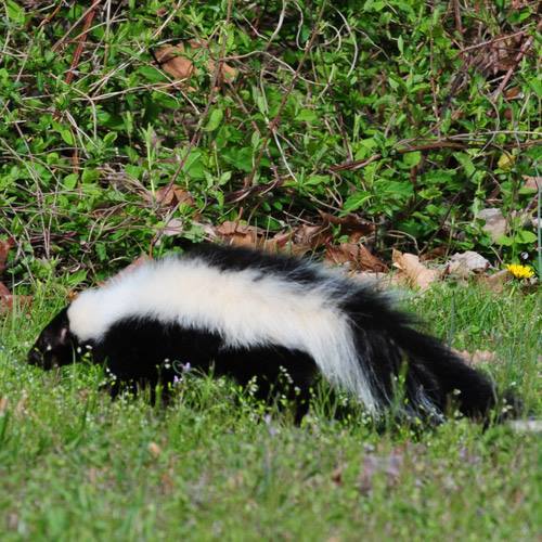 A striped skunk in grass.