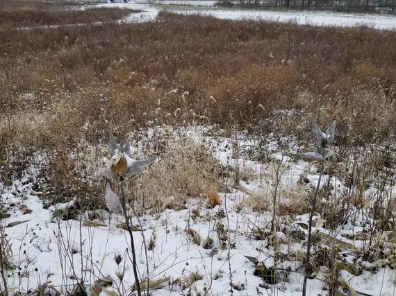 Common milkweed in snow.