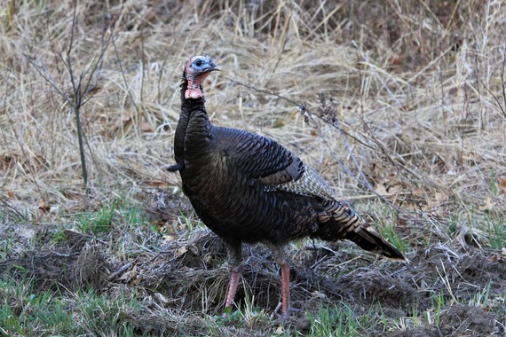 A turkey standing in a field.
