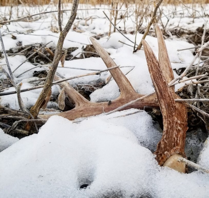 Antlers on snowy ground.