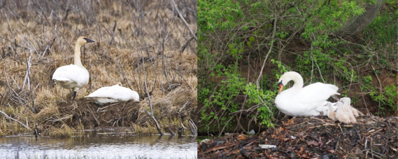 Trumpeter Swan vs. Mute Swan comparison.