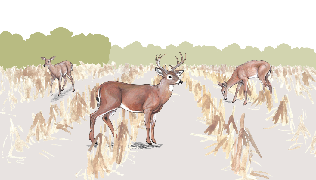 Illustrations from the CWD Web App, courtesy of Purdue University.