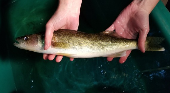 Walleye in two hands.