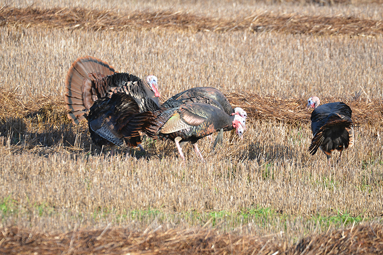 Turkeys eating in a field.