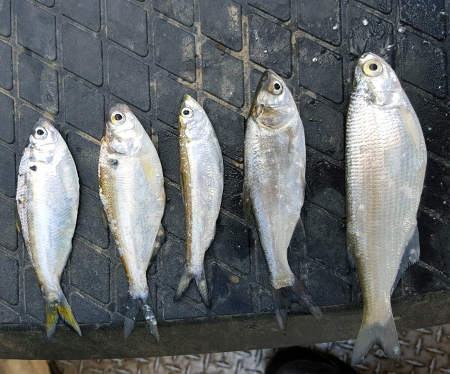 Five fish lined up beside each other.