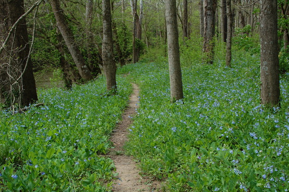 Calli Nature Preserve hiking path.