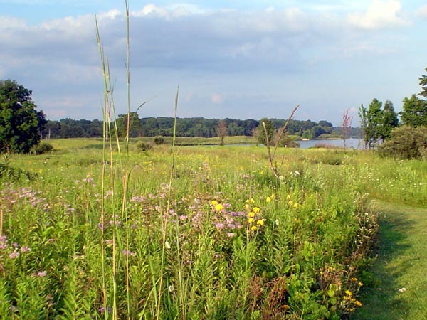 Wildflowers in a prairie.
