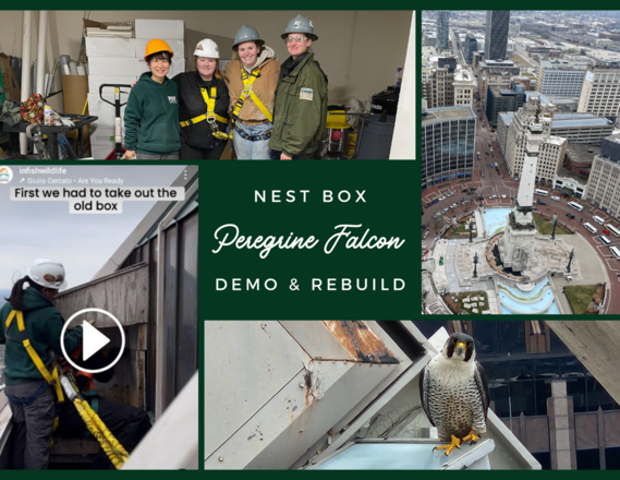 A collage of photos labeled “Peregrine falcon nest box demo & rebuild.”