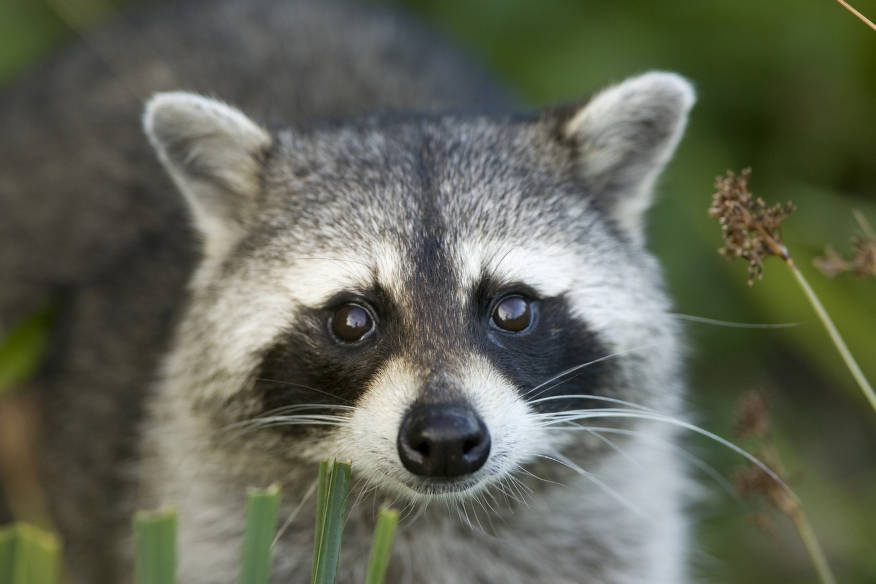 Close-up photo of a raccoon’s face.