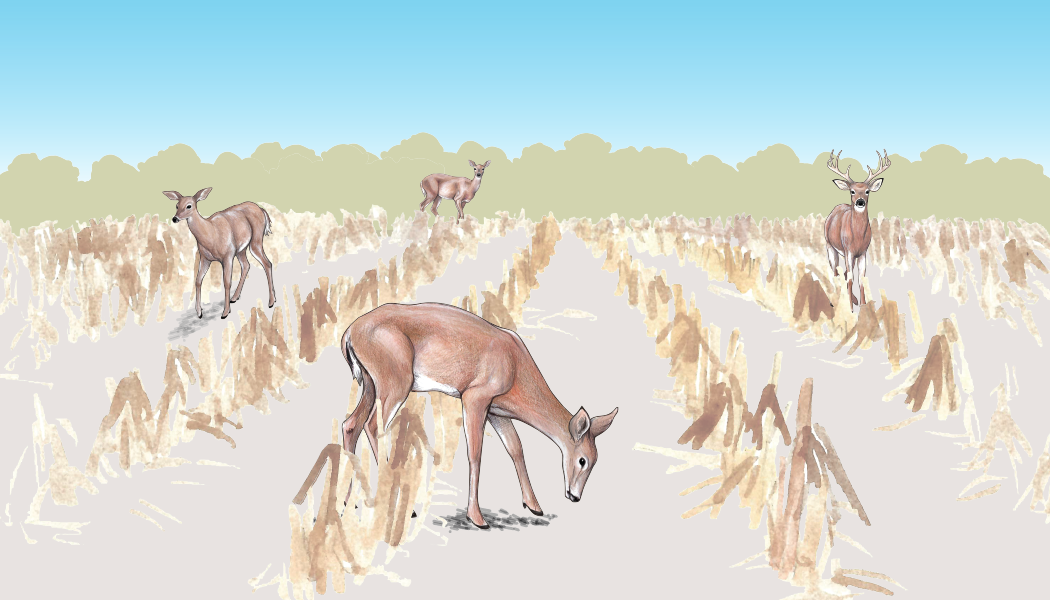 Illustrations from the CWD Web App.